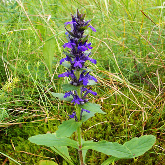 Ajuga genevensis