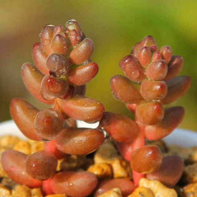Sedum stahlii Macchie bianche cotonose