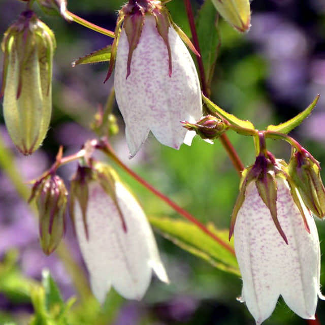 Campanula punctata