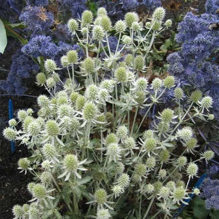 Eryngium Magical Silver