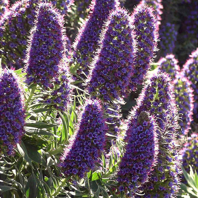 Echium candicans