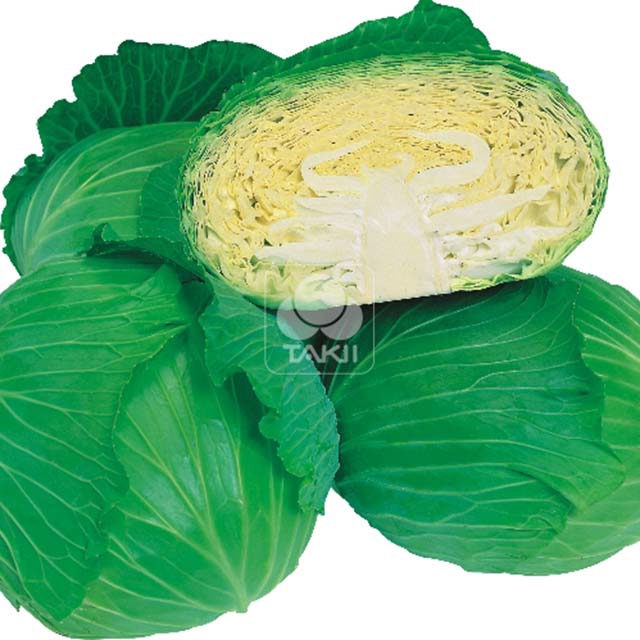 White Cabbage Green Lunar F1 White Cottony Spots
