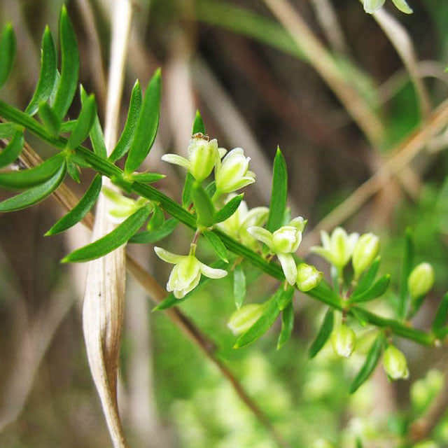 Asparagus cochinchinensis