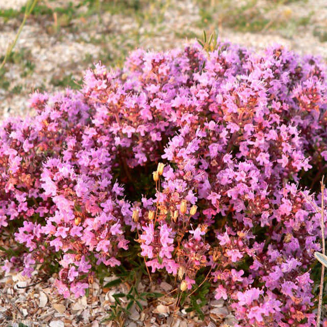 Thymus serpyllum
