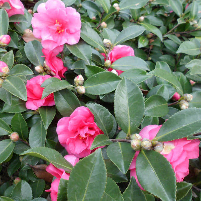 Camellia sasanqua
