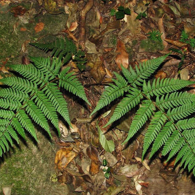 Dryopteris bushiana