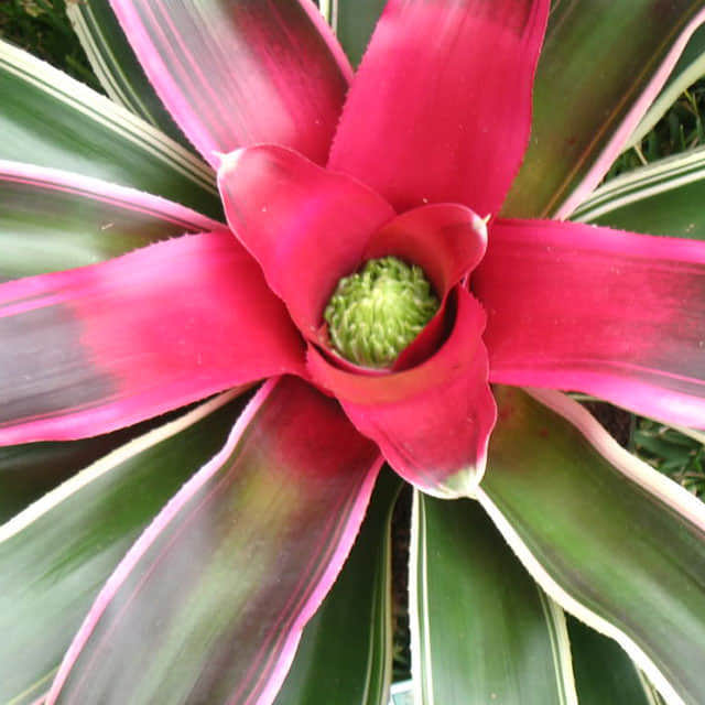 Neoregelia carolinae tricolor