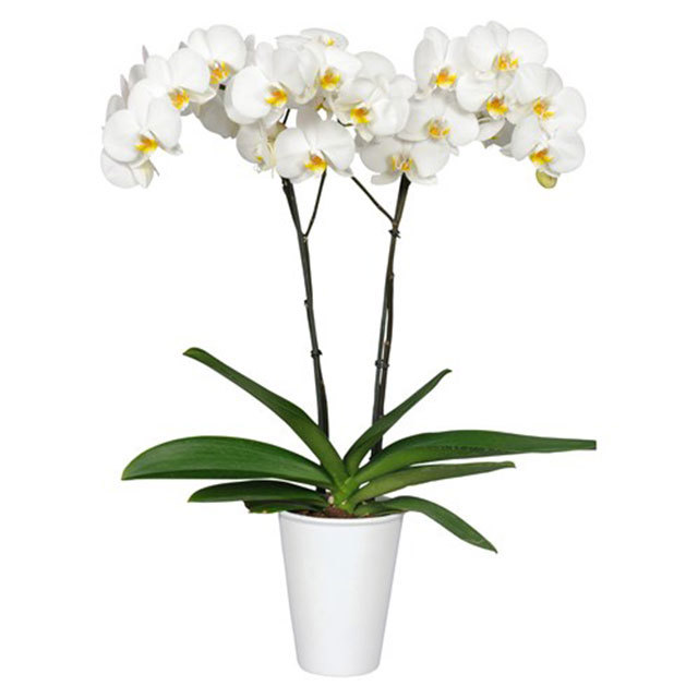 Phalaenopsis London
