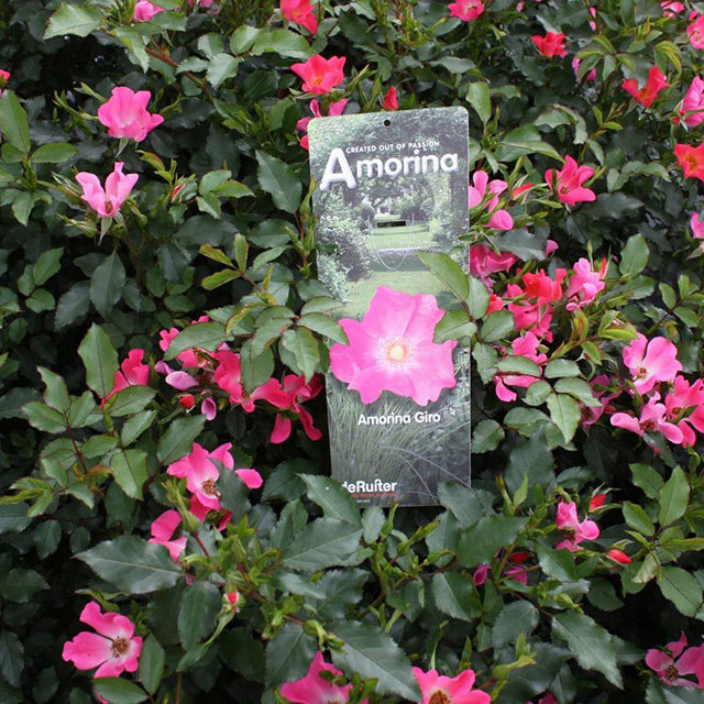 Mini Rose Giro Amorina Fine Webbing