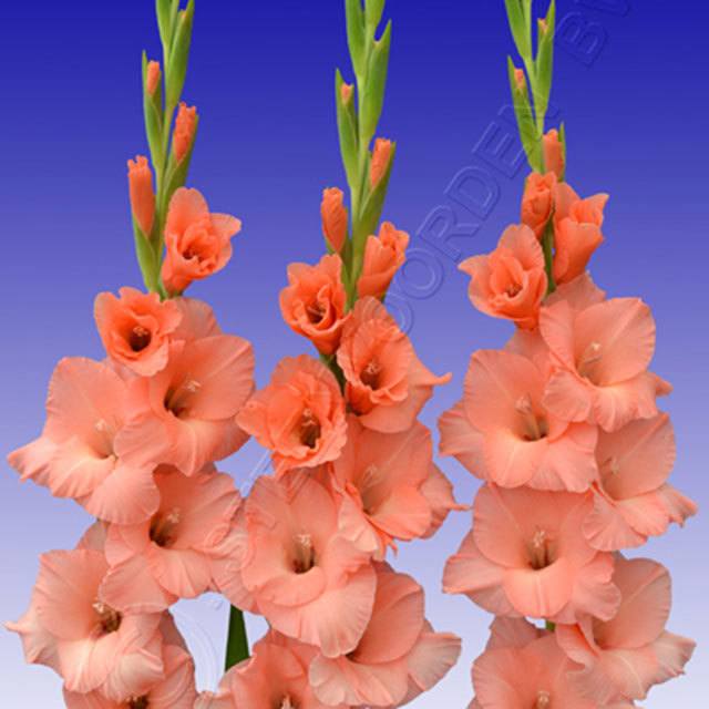 Gladiolus Forta Rosa