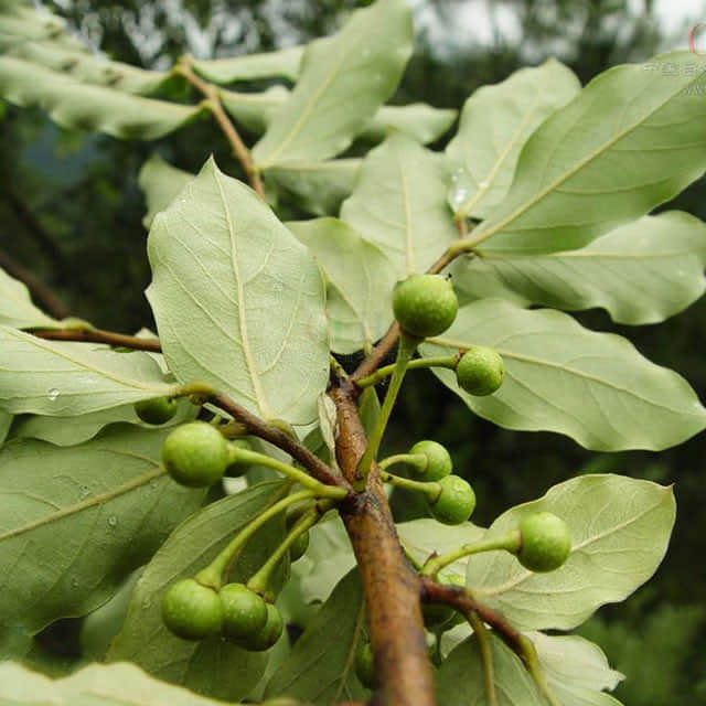 Lindera