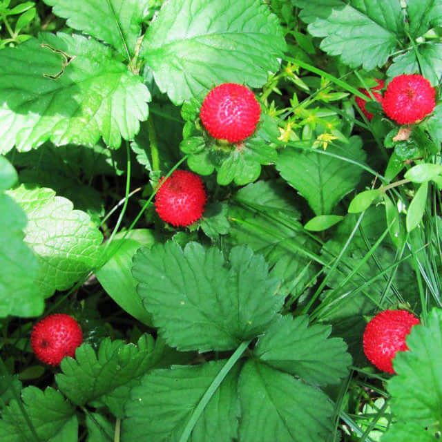 Fragaria vesca