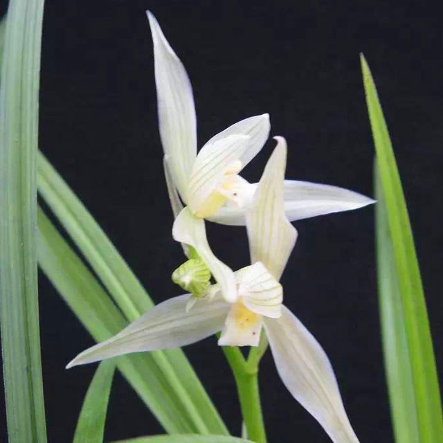 Cymbidium Lianpan