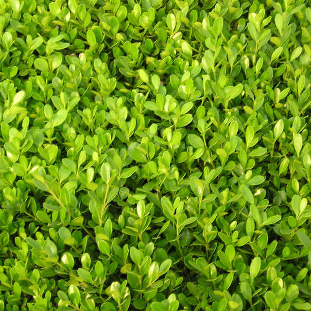 Buxus microphylla