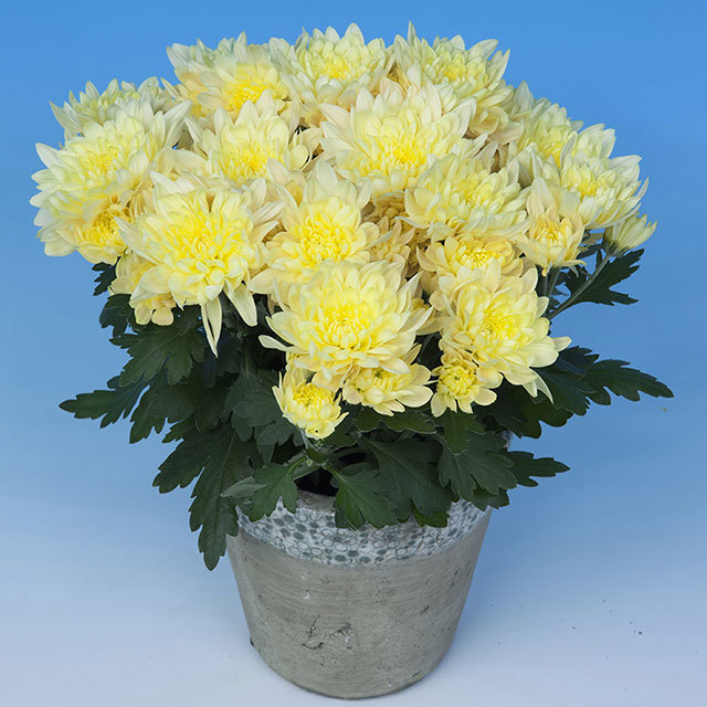 Chrysanthemum Derlei Yellow Fine Webbing