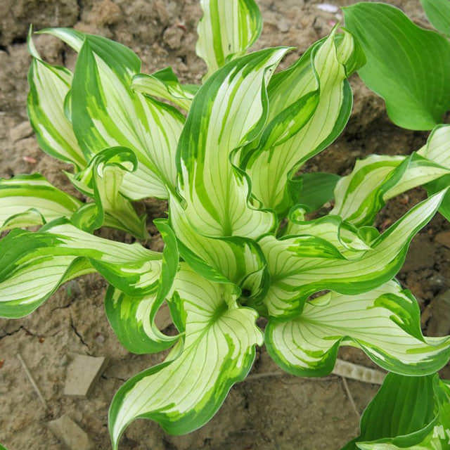 Hosta undulata Albo-marginata Fine Webbing