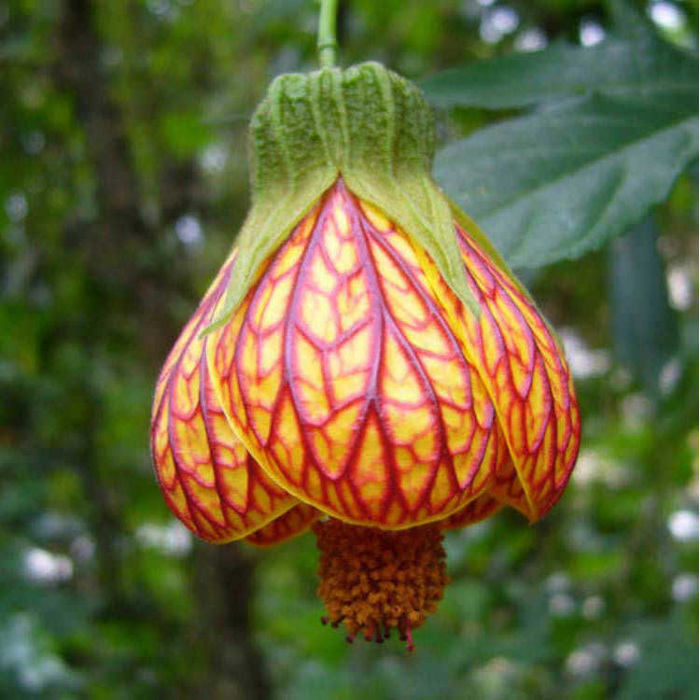 Abutilon pictum