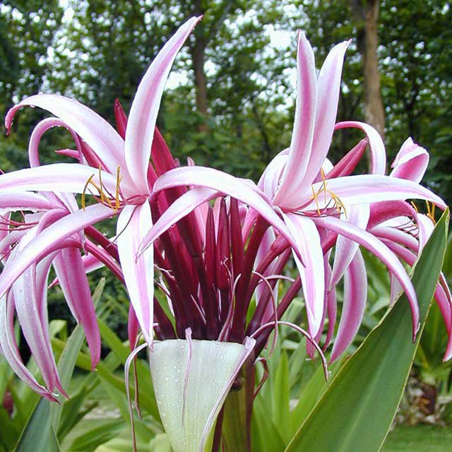 Crinum asiaticum