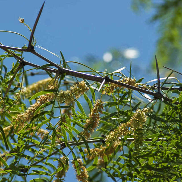 Prosopis pubescens