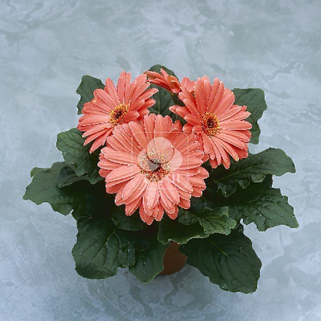 Gerbera Royal F1 Peach 2009 Sticky Leaves
