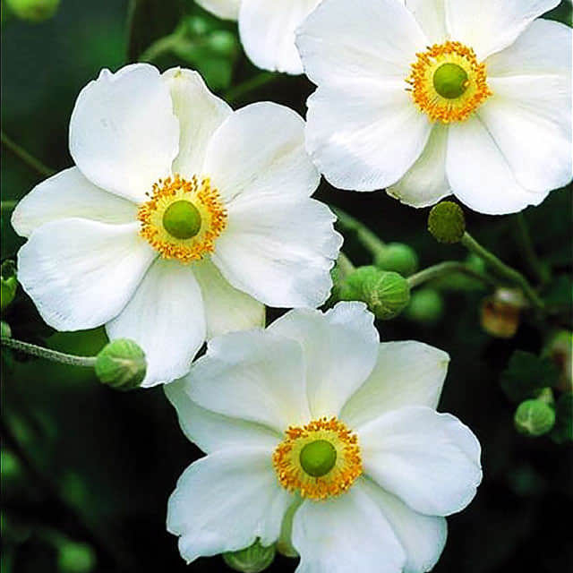 Anemone