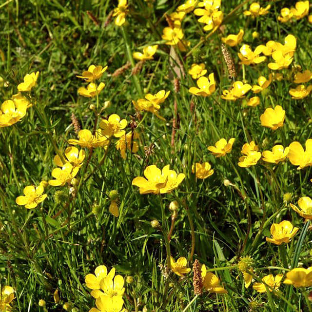 Ranunculus repens