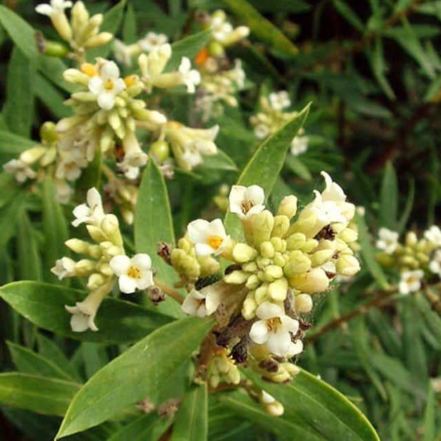 Daphne gnidium