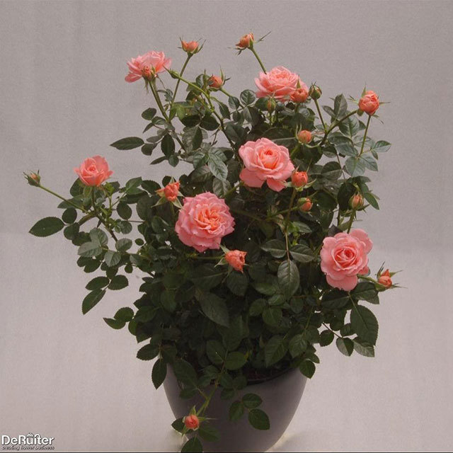 Mini Rose Sweet Cupido White Powder