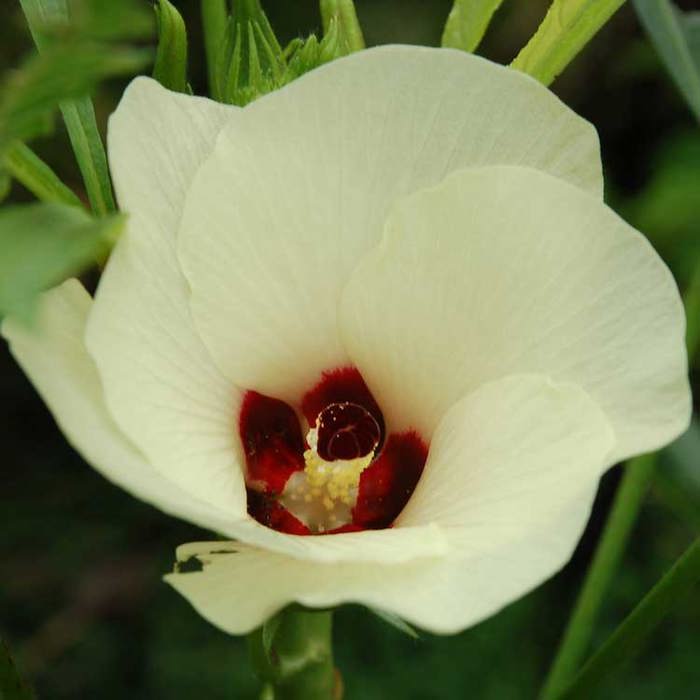 Abelmoschus esculentus