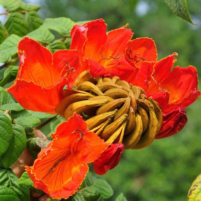Spathodea campanulata