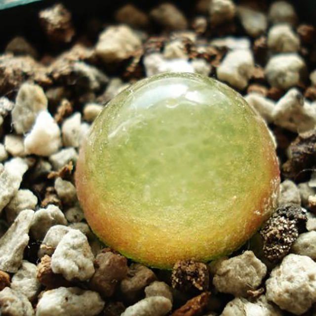 Conophytum burgeri