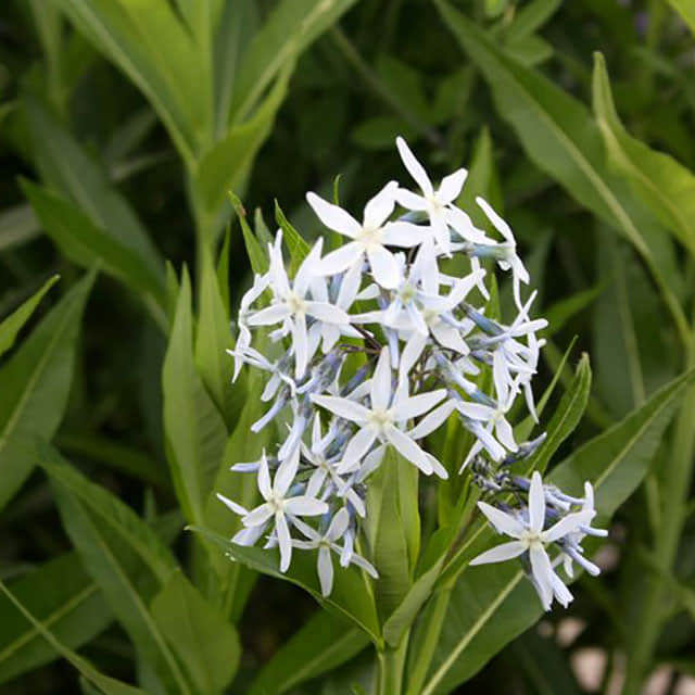 Amsonia tabernaemontana