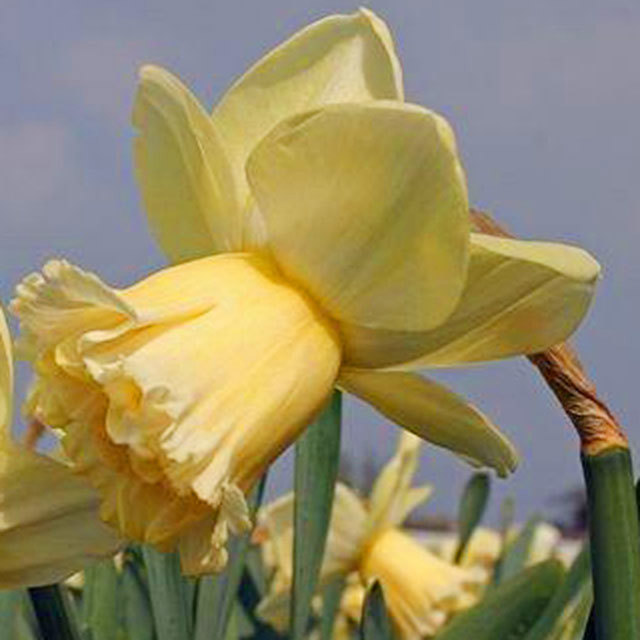 Narcissus Art Design