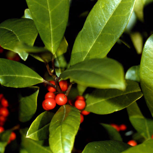 Ilex cassine