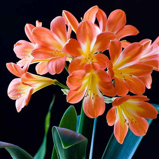 Clivia miniata