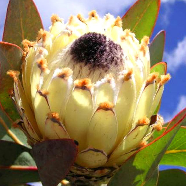 Protea Barbigera Snow Queen
