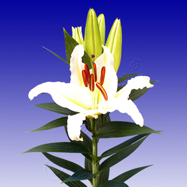 Lily Luzia Sudden Leaf Drop