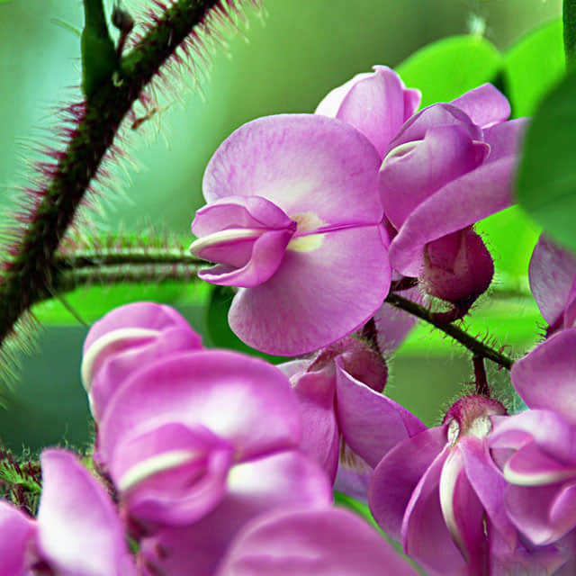 Robinia hispida