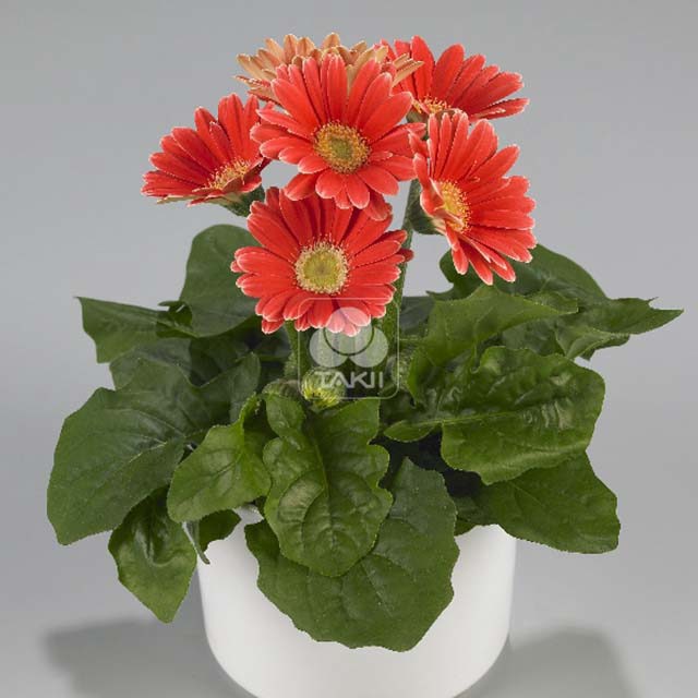 Gerbera Royal Mini F1 Rose with White Tips Sticky Leaves