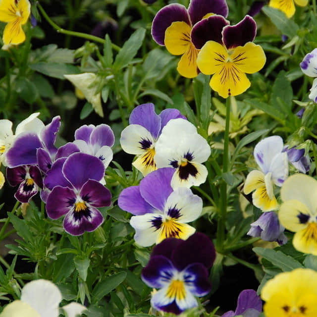 Viola x wittrockiana (Pansy)