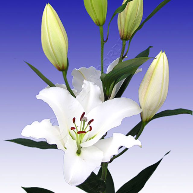 Lilium oriental Vasari Fine Webbing