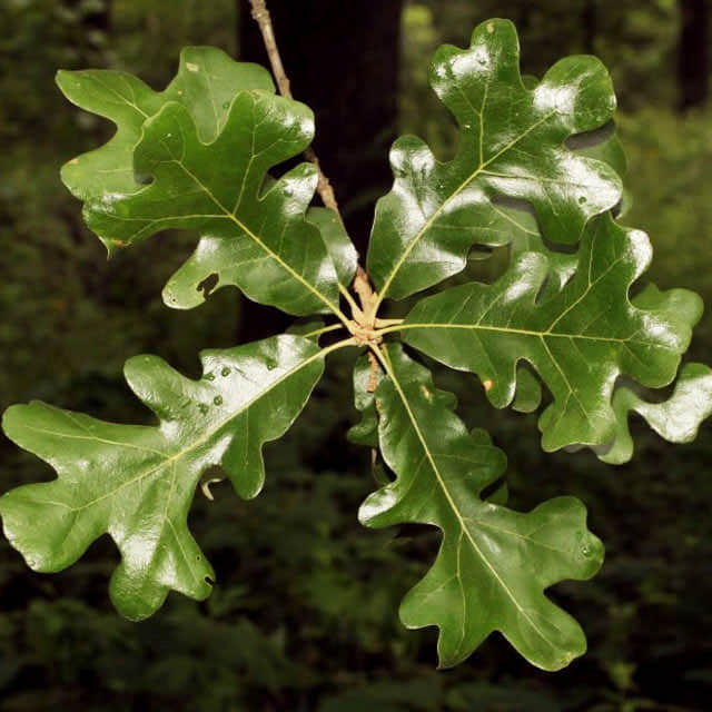 Quercus stellata