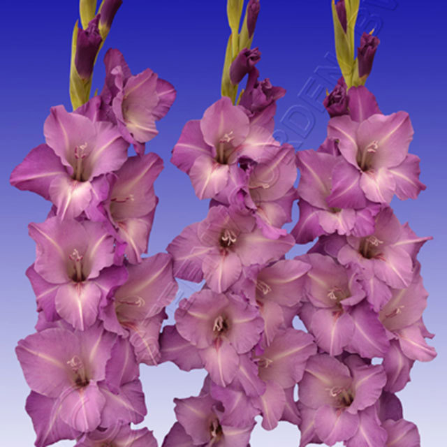 Gladiolus Blue Mountain