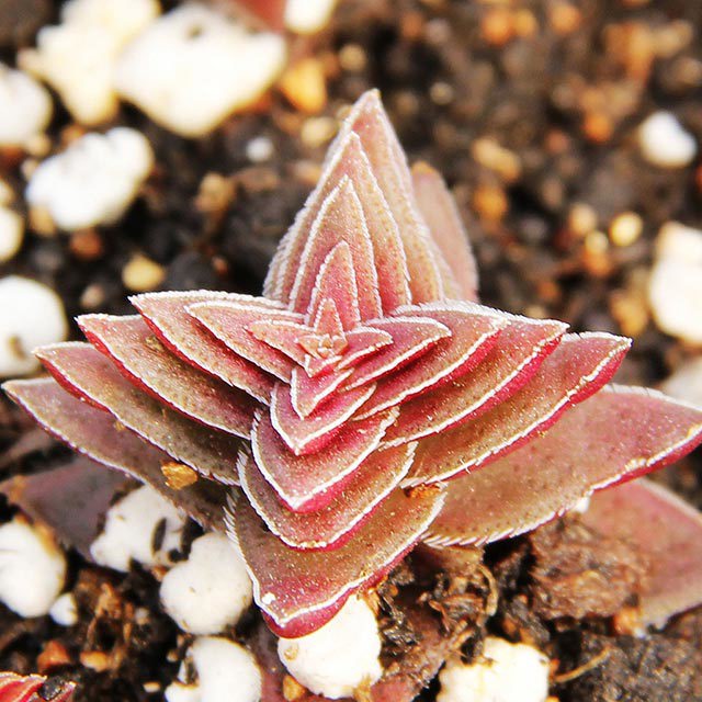 Crassula Pagoda Village White Cottony Spots