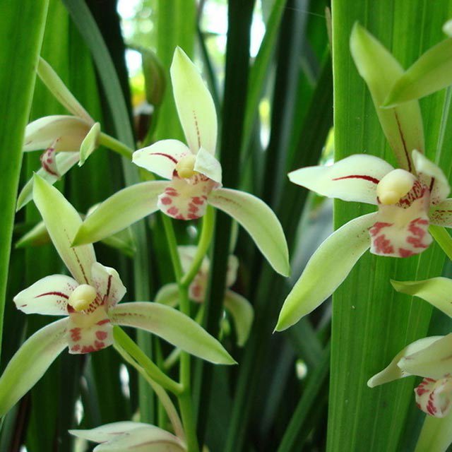 Cymbidium