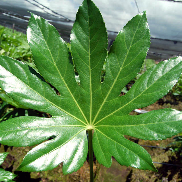 Aralia japonica