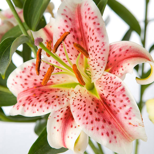 Lilium Stargazer Drooping Leaves