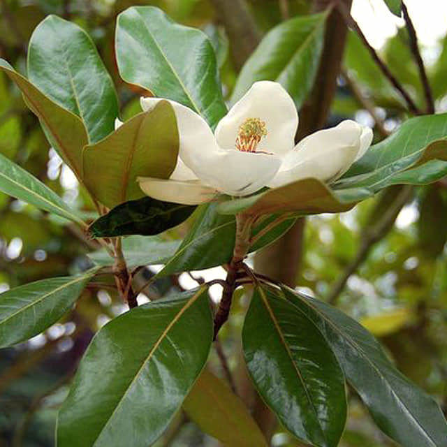 Magnolia virginiana