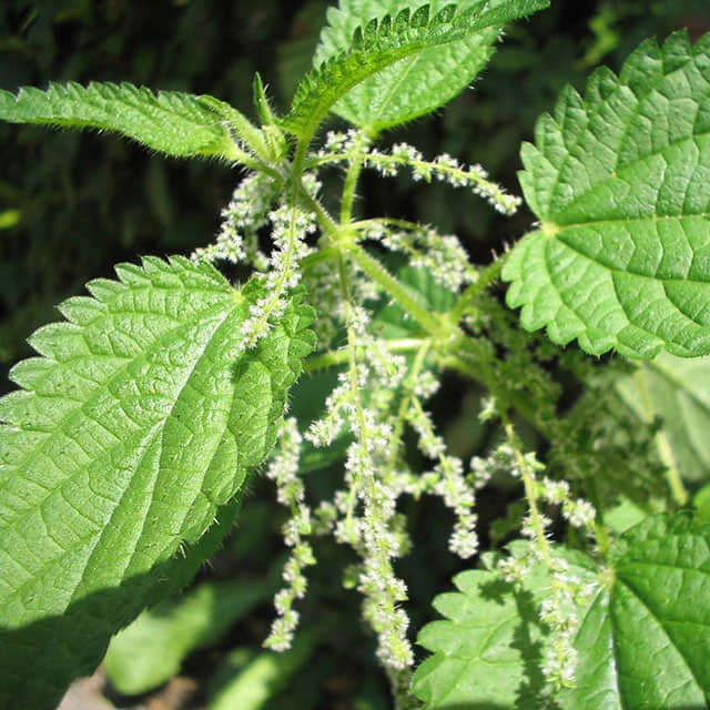 Urtica dioica (Corrected from fissa)