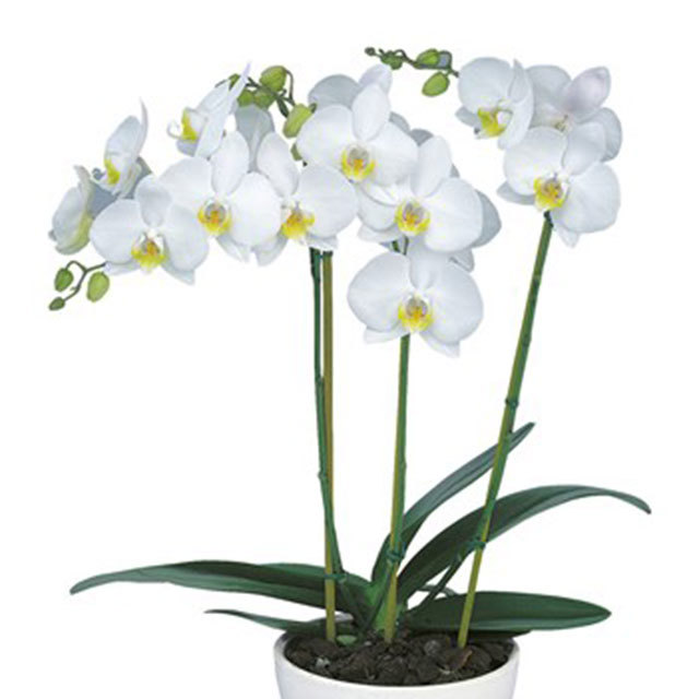 Phalaenopsis Casablanca Fine Webbing